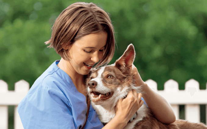 pictures of flea allergy dermatitis in cats