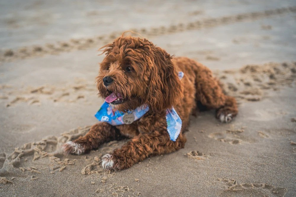 Generation Cavoodle What Is A Cavoodle Dog Cavoodle Images