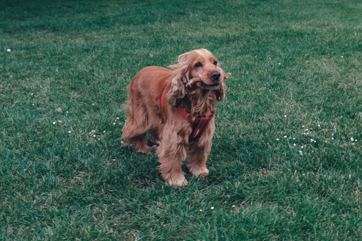 Furminator shops cocker spaniel