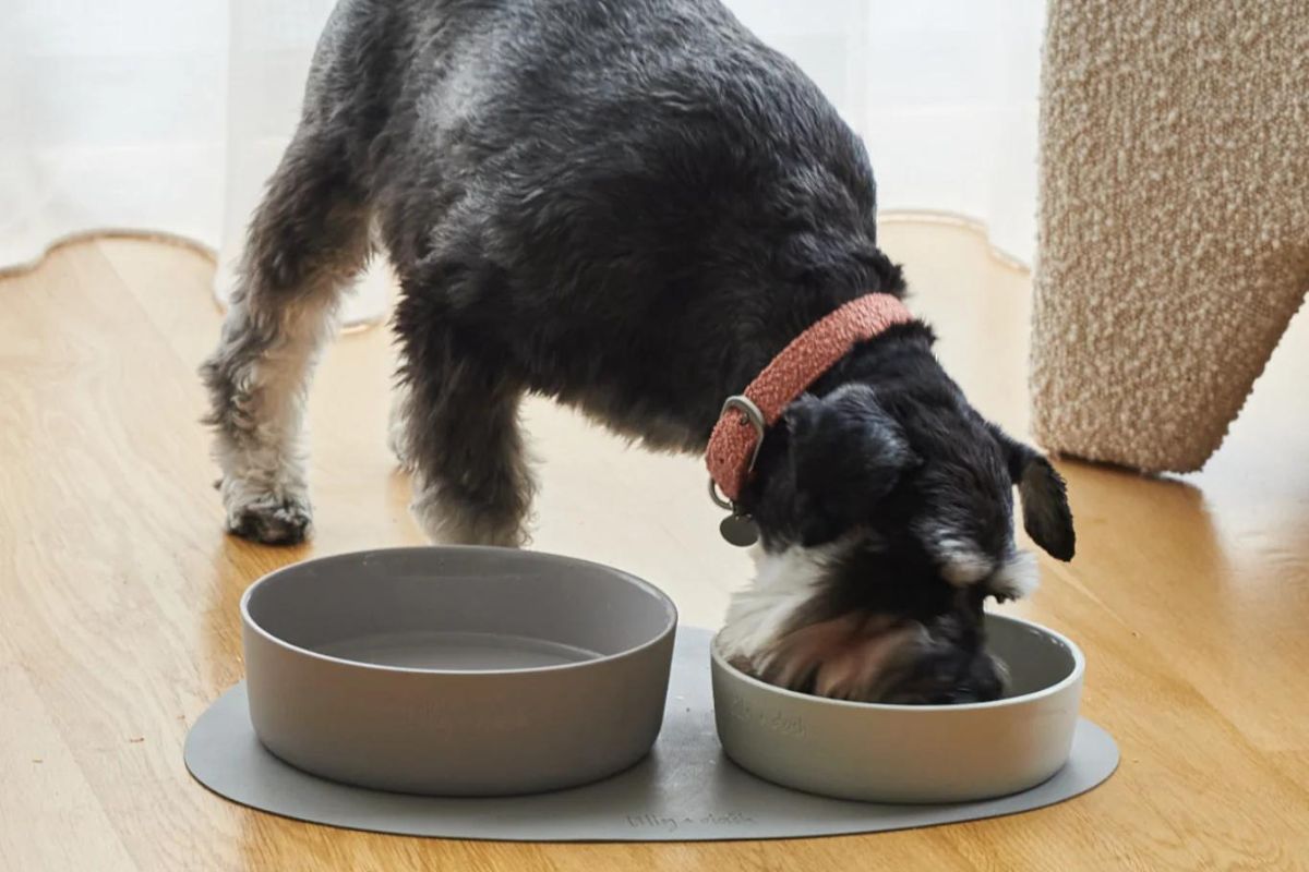 Lily Dash Designer Dog Bowls Non Slip Stylish