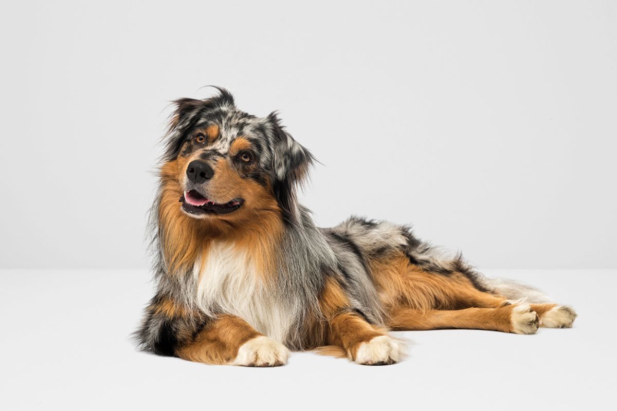 Man s Best Dog Food Grain Free Natural Nutrition