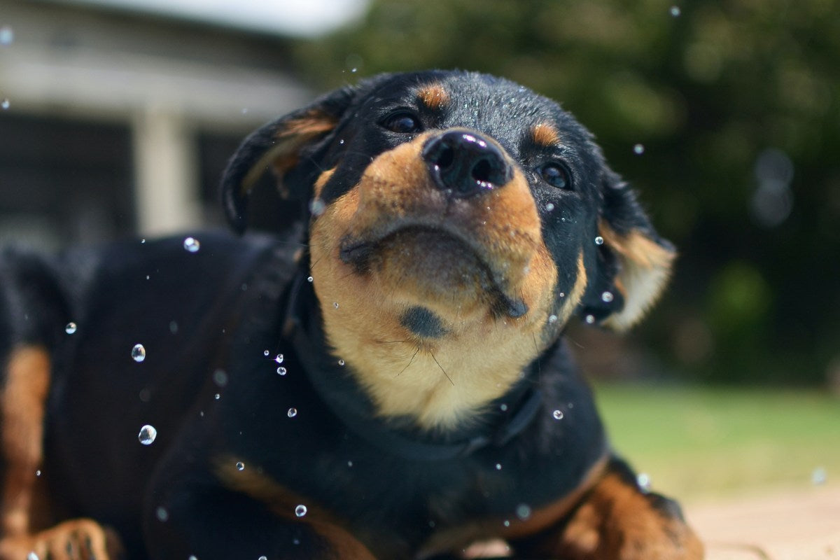 Silver Hill Rottweilers Spoil Your Rottweiler With Premium Dog