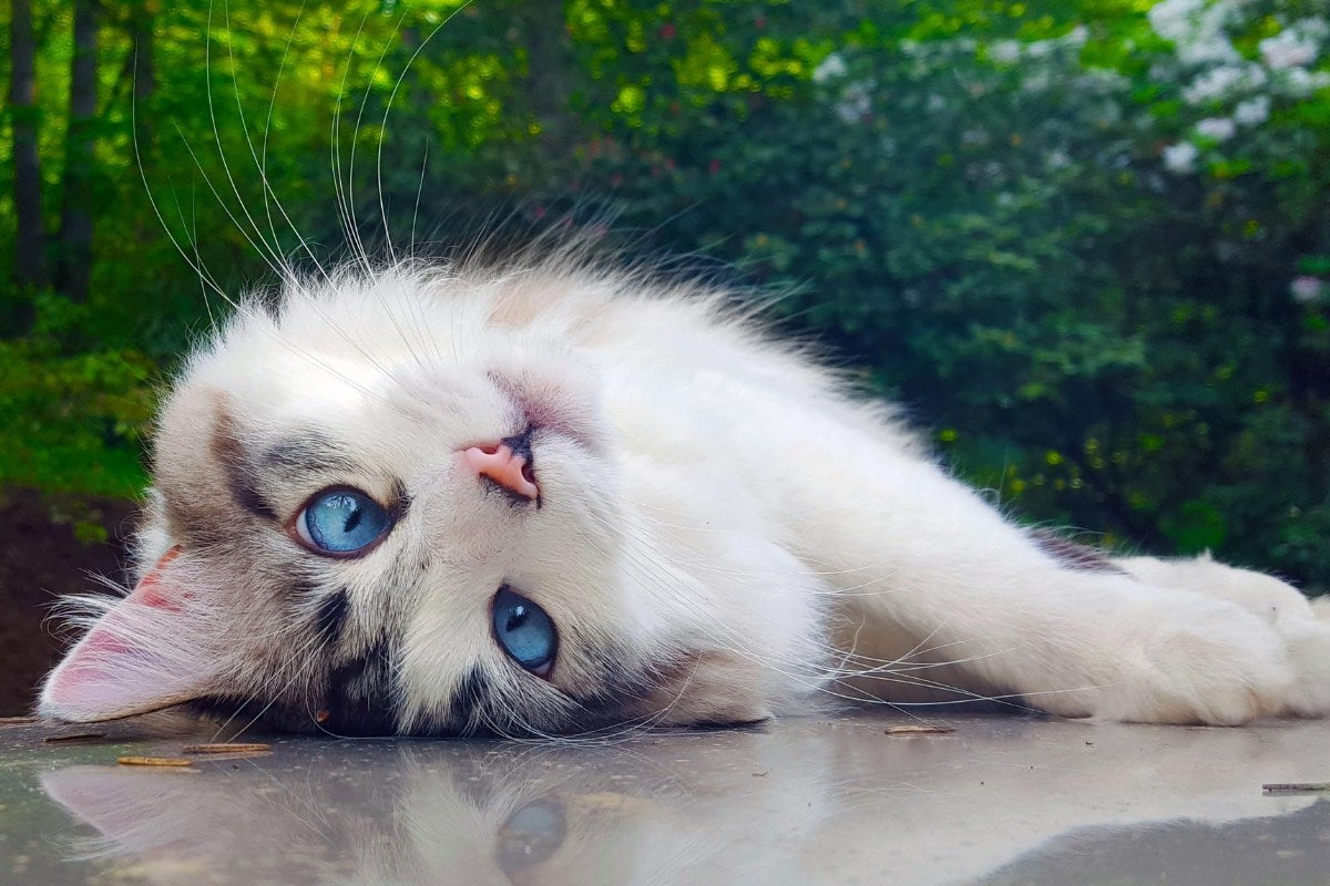 Celebrate Those Golden Years Shop Senior Cat Essentials