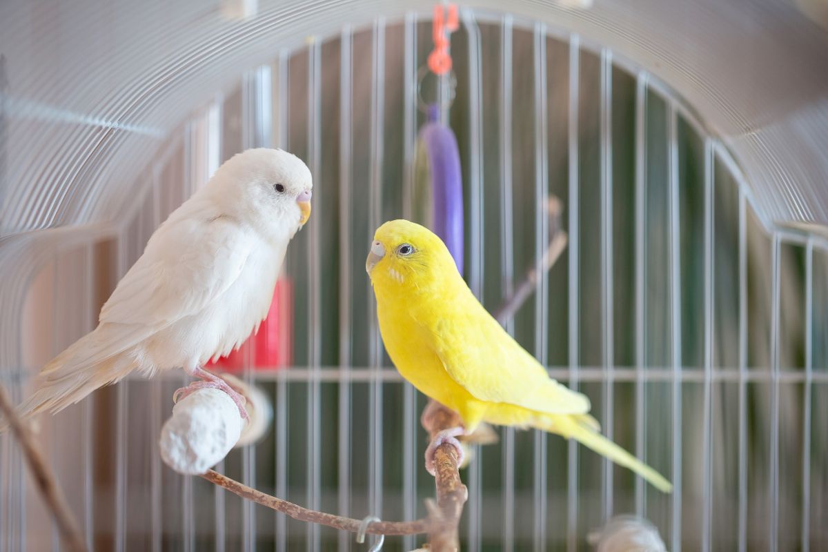 Stylish Bird Cages Accessories Feathered Fun At Swaggle