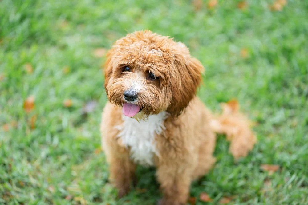 Shop Cavoodle Food for Your Furry Gourmet Pals