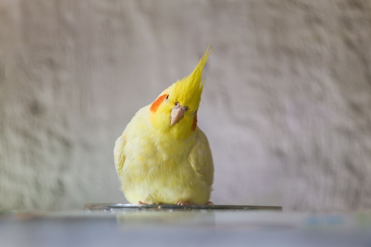 Lutino Cockatiel Cockatiel For Sale Craigslist Stressed Cockatiel