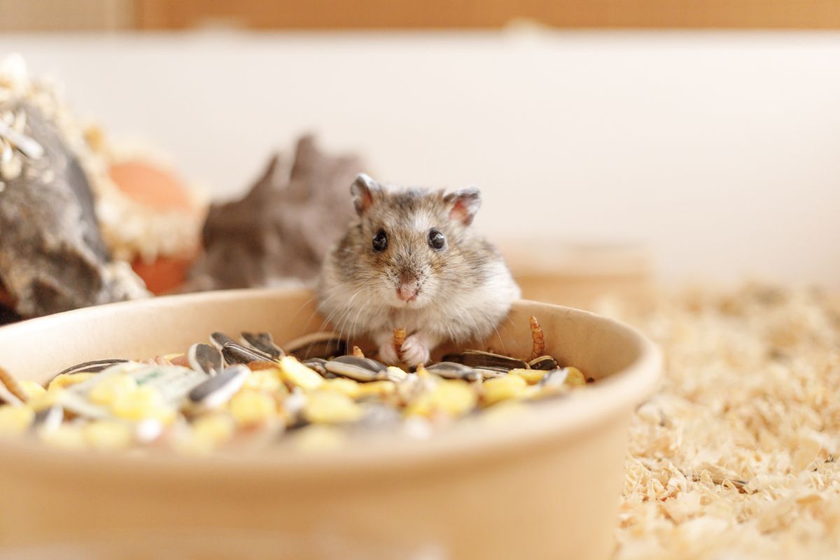 Find Top Rat Mice Food Choices For Health At Swaggle