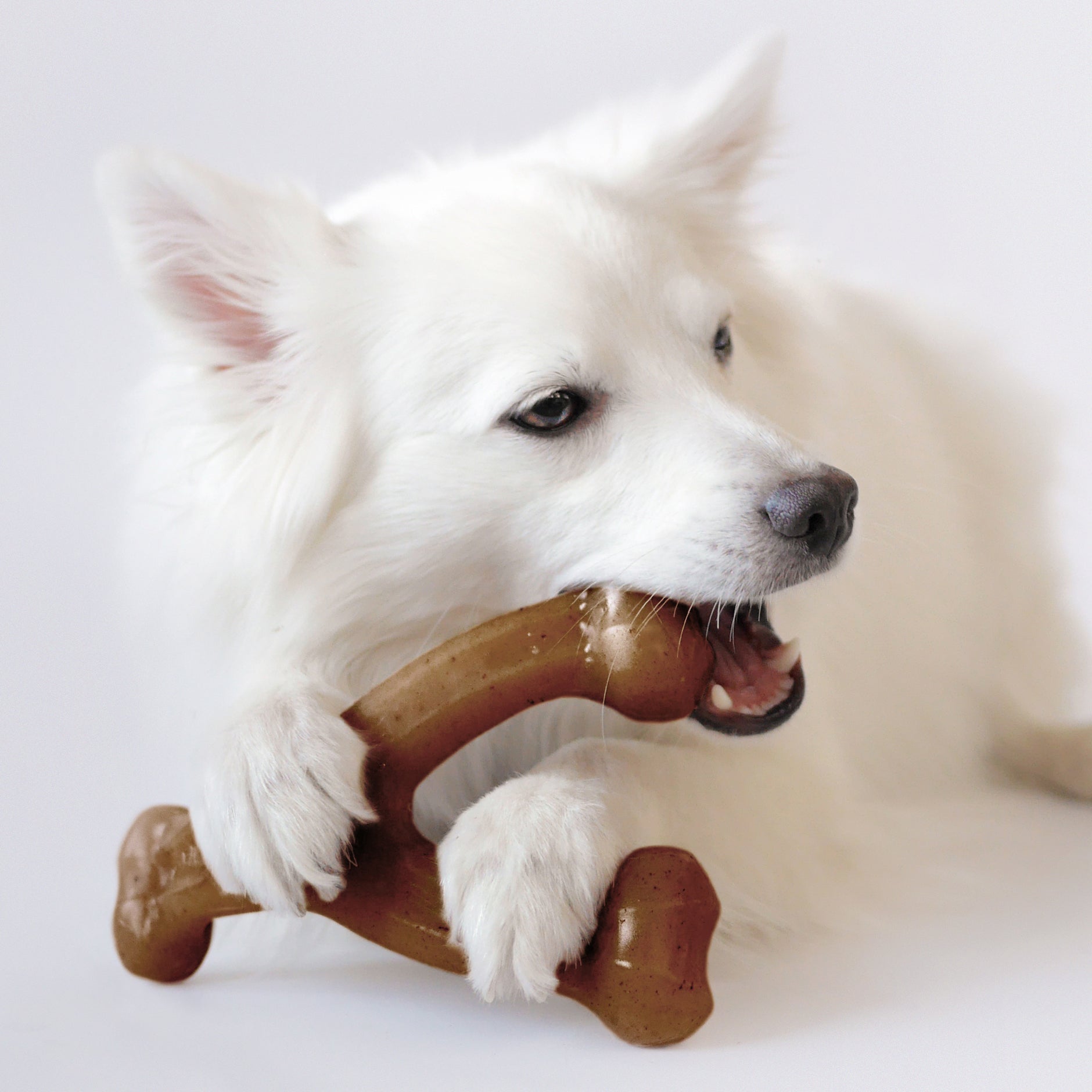 Benebone Wishbone Peanut Dog Toy