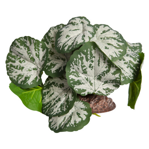 Reptile One Plant Brunnera Green Silver with Ceramic Base