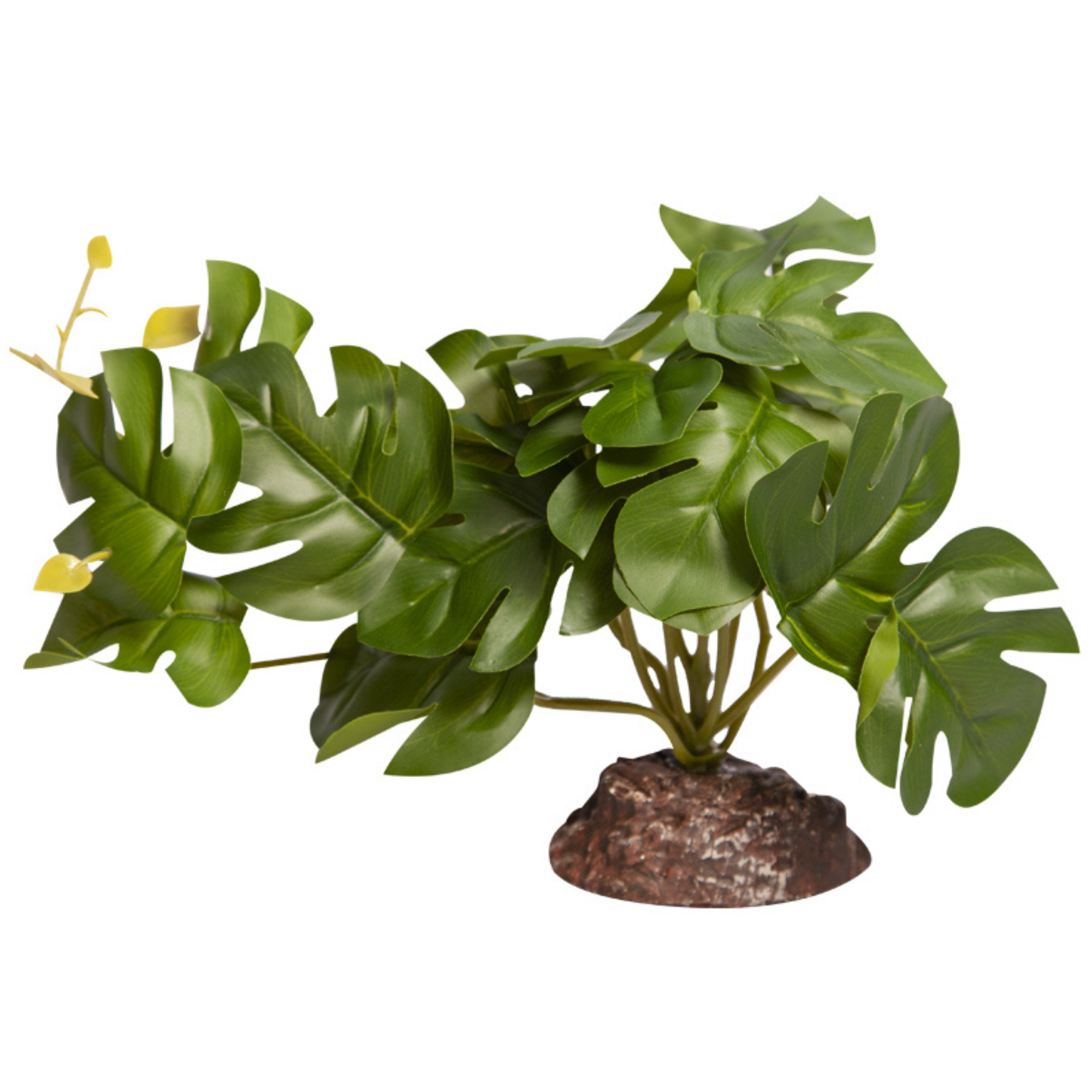 Reptile One Plant Rhaphidophora Green with Ceramic Base