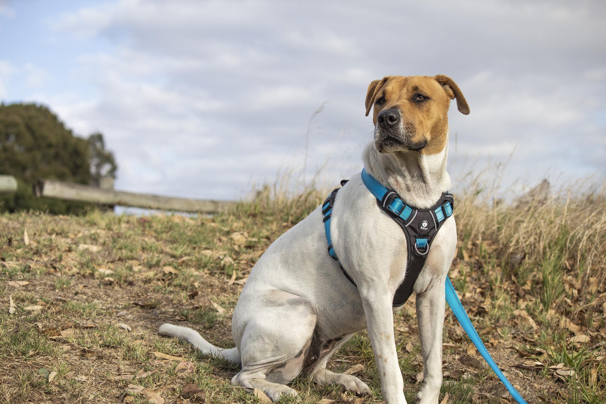 Huskimo Ultimate Dog Harness Bells Beach