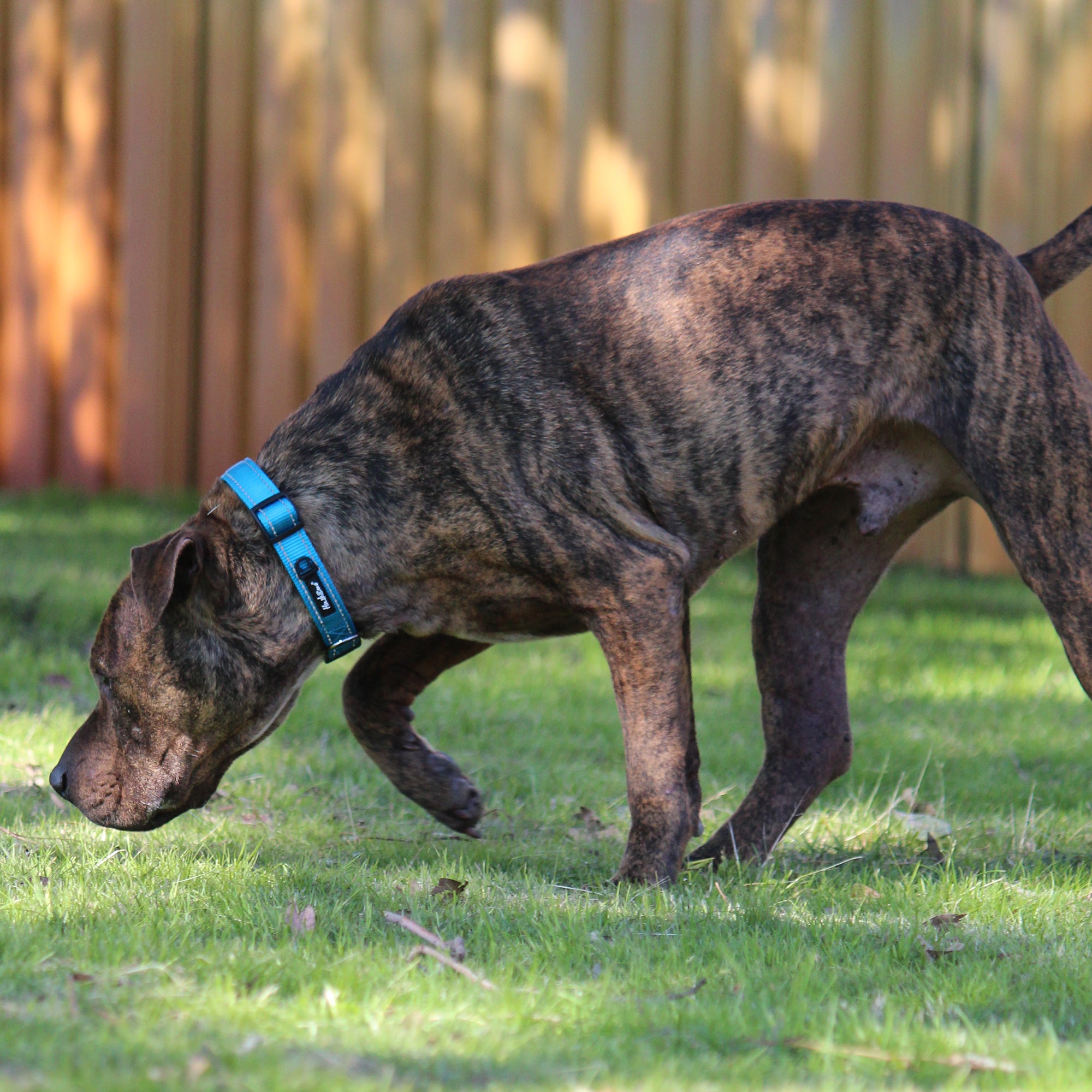 Huskimo Trekpro Dog Collar Bells Beach