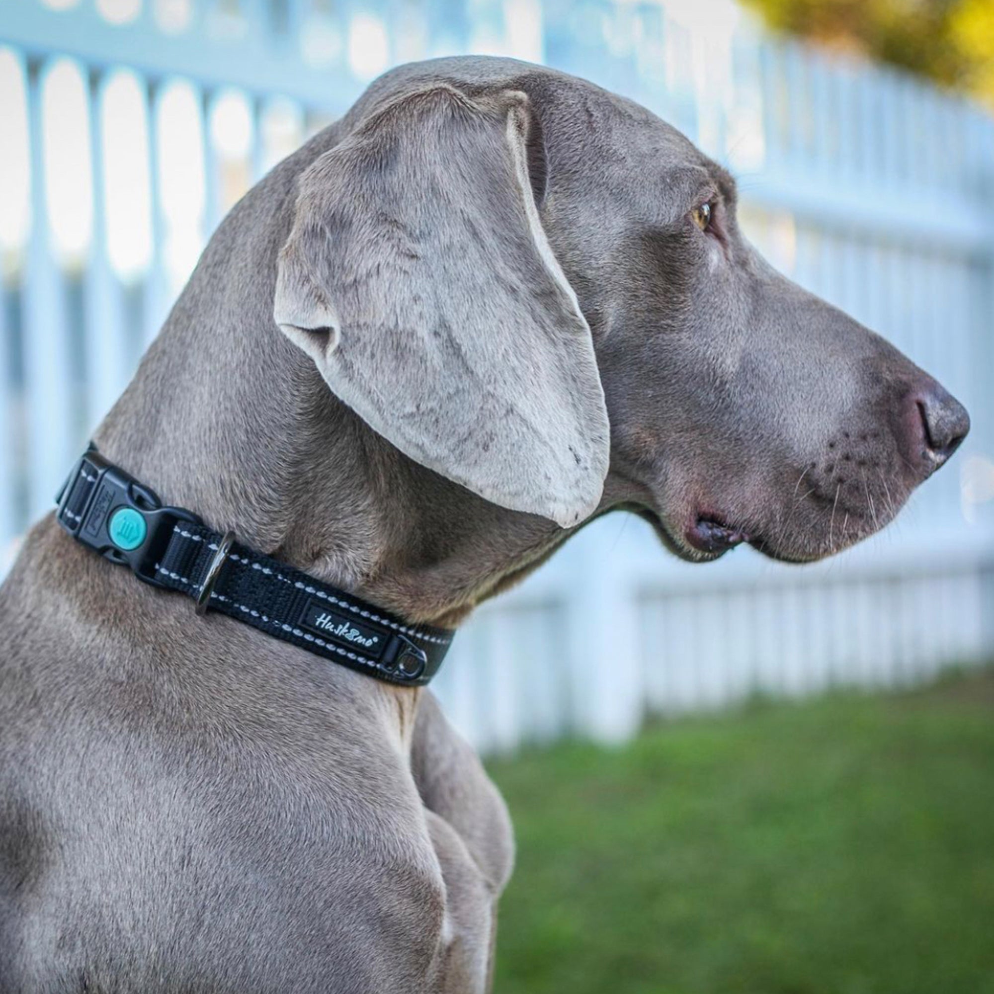 Huskimo Trekpro Dog Collar Dark Sky