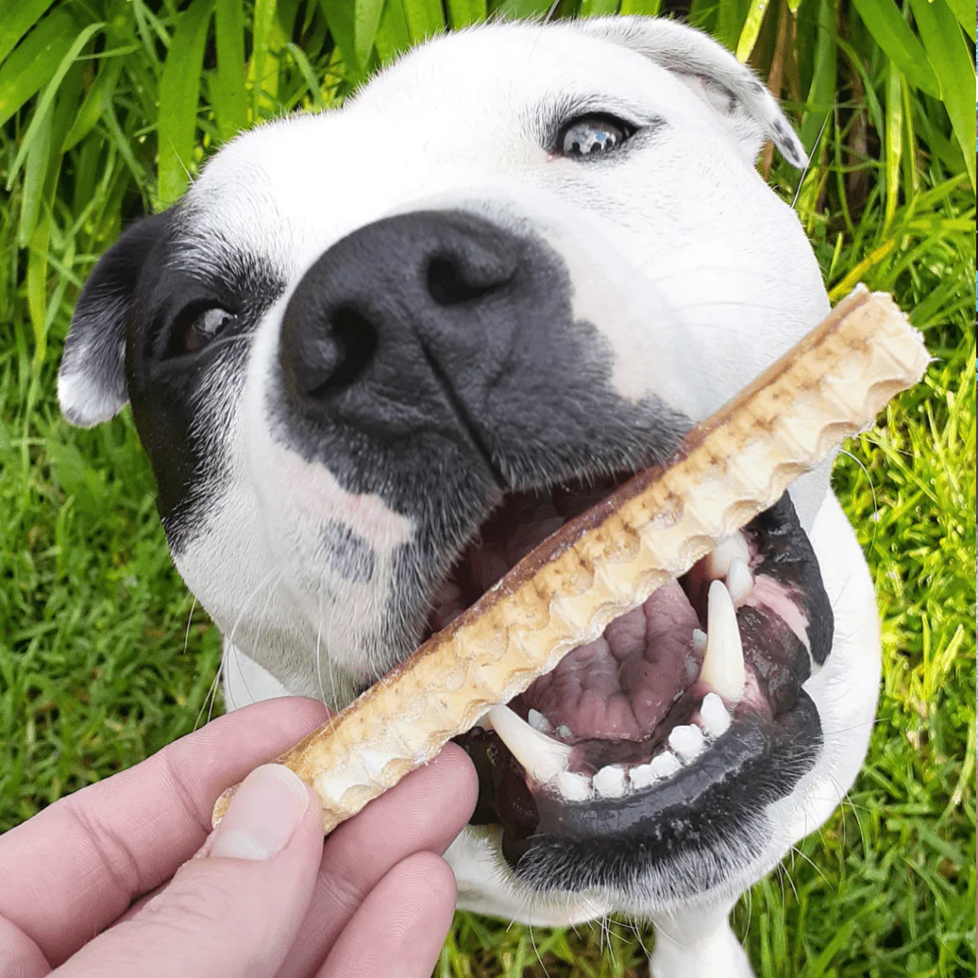 Lulu's Kitchen Don't Go Swimmin Shark Cartilage Dog Treat 100g