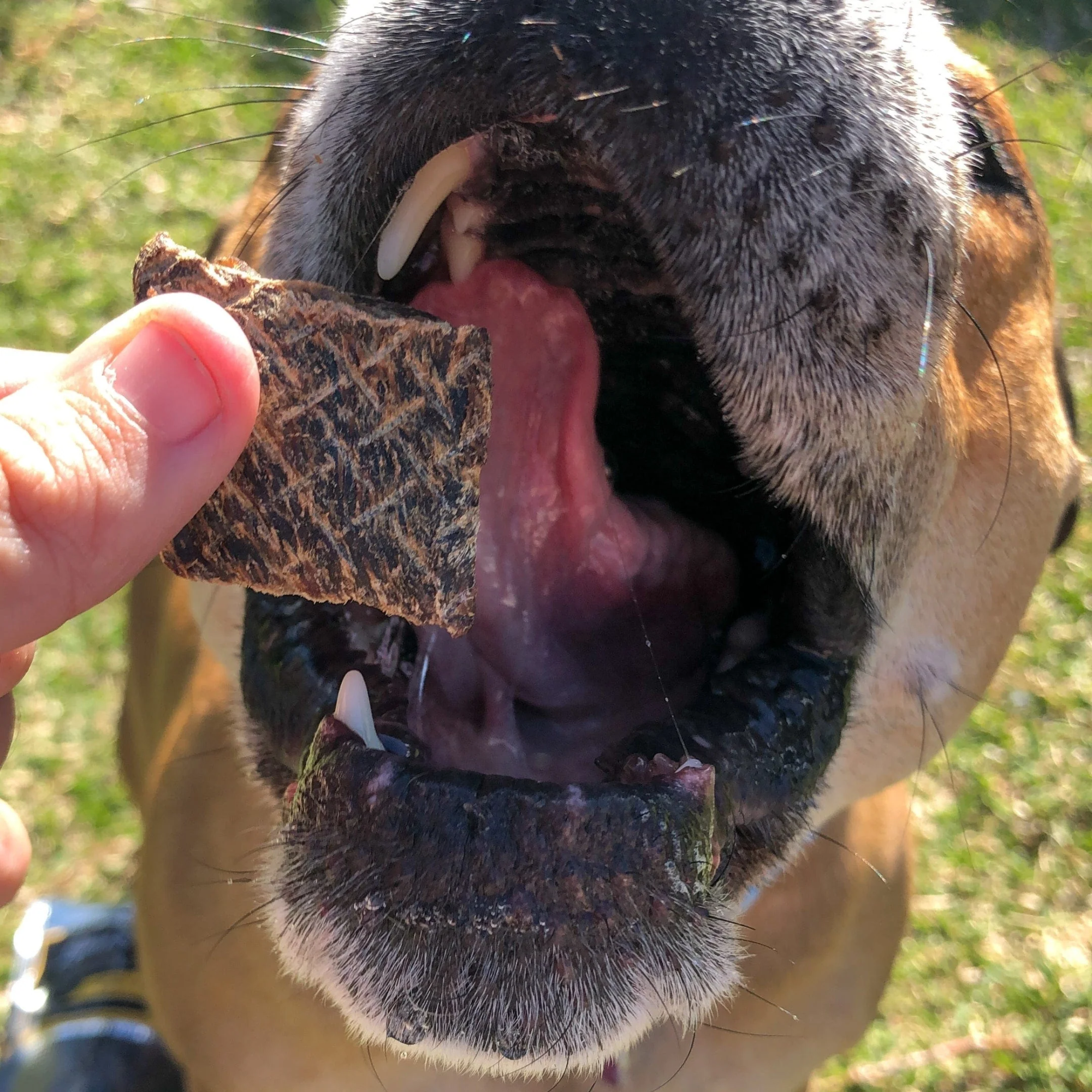 Lulu's Kitchen Roo-Bix Qubes Kangaroo Jerky Dog Treat 100g