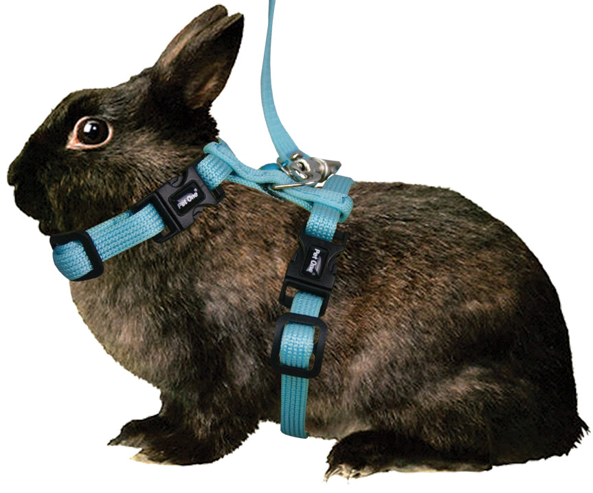 Pet One Leash & Harness for Small Animals Aqua