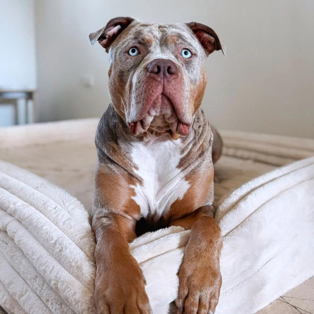 Dazy Dog Bed Cover Puffer Bone