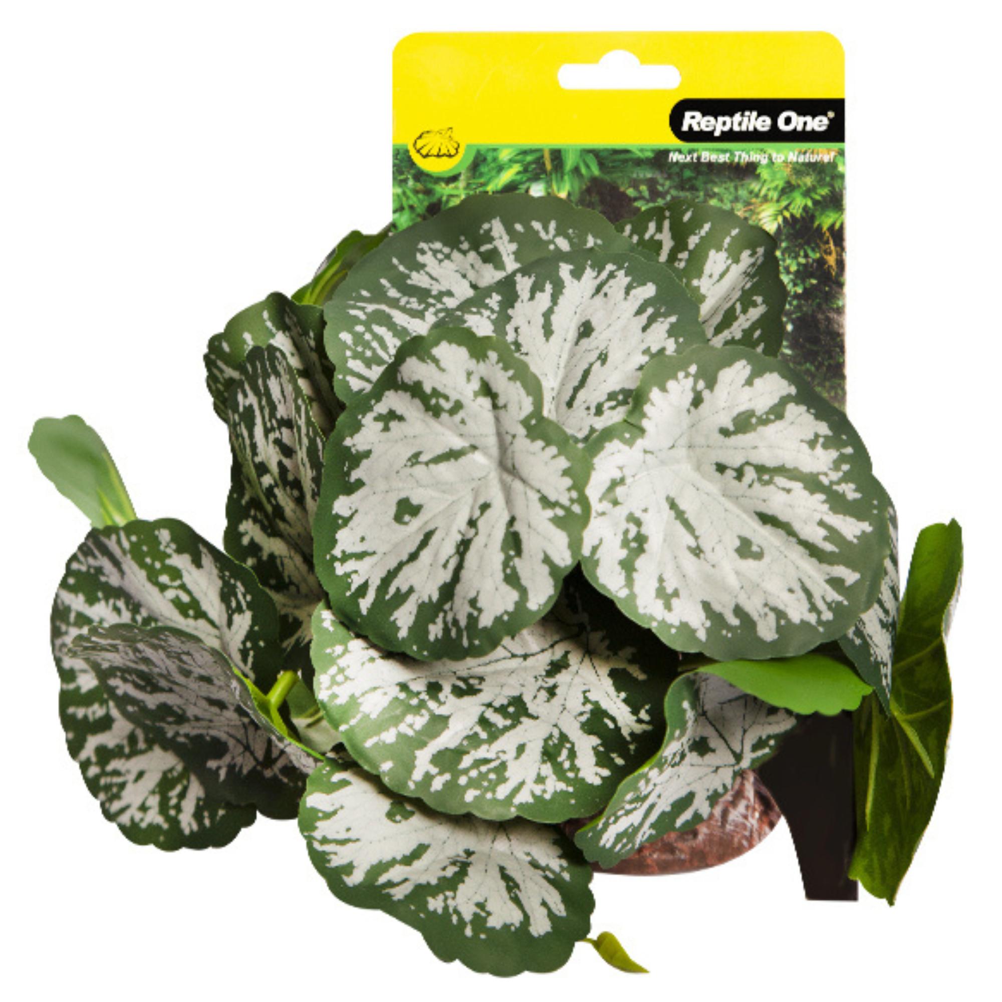 Reptile One Plant Brunnera Green Silver with Ceramic Base