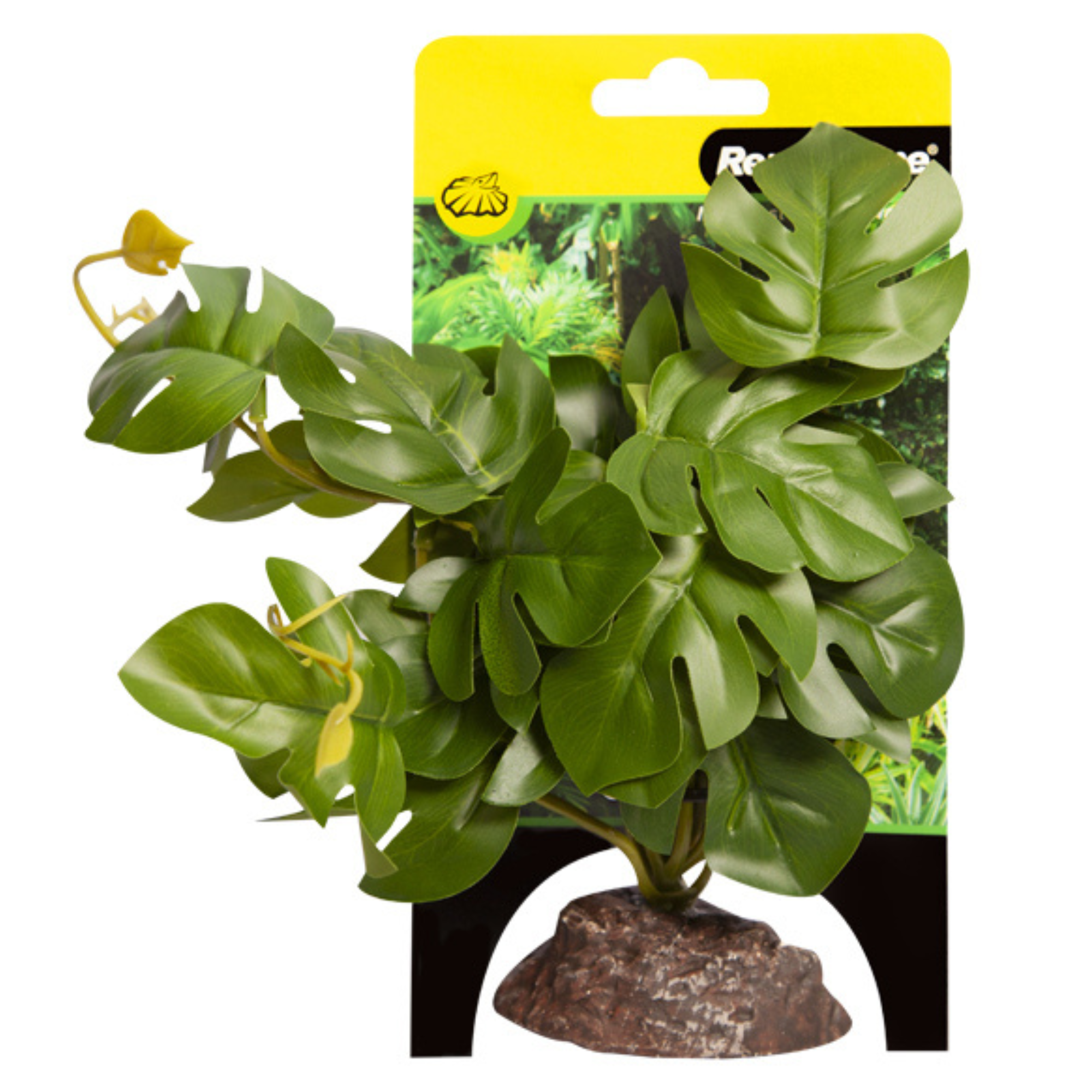 Reptile One Plant Rhaphidophora Green with Ceramic Base