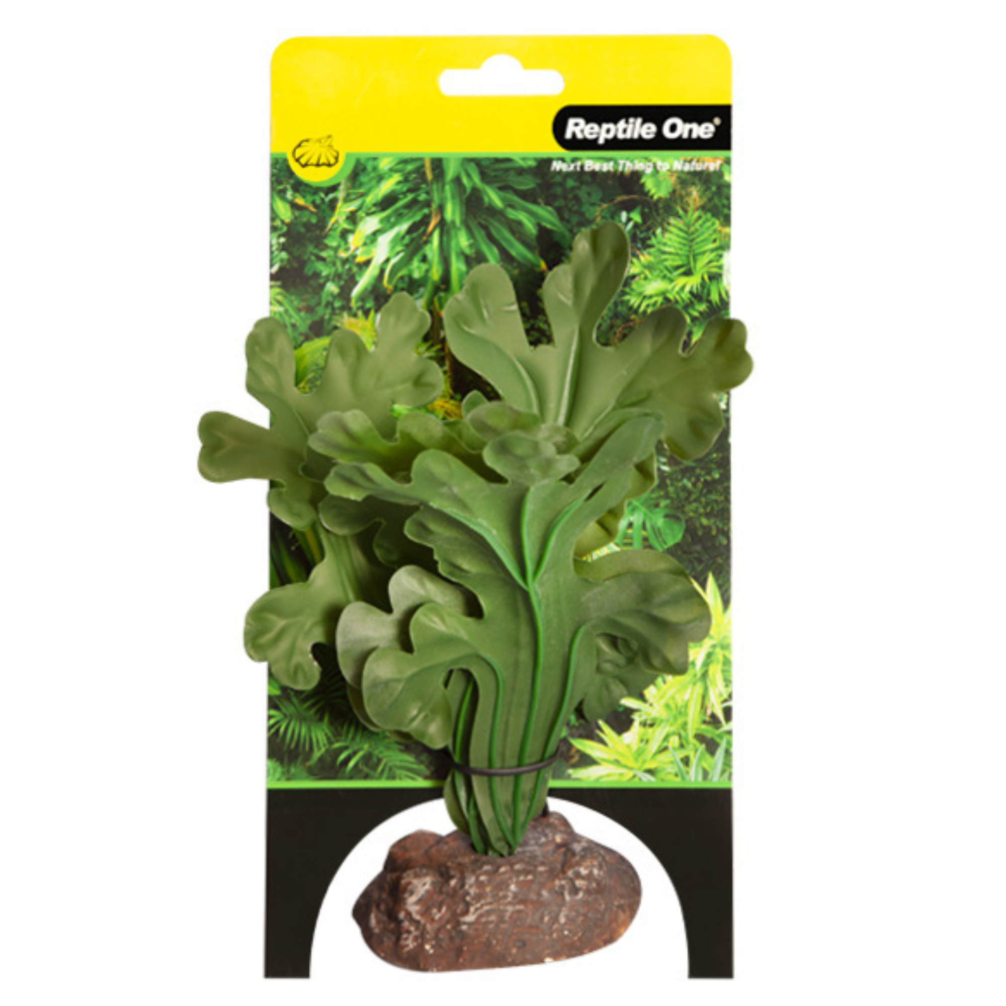 Reptile One Plant Small Fishbone Cactus Green with Ceramic Base