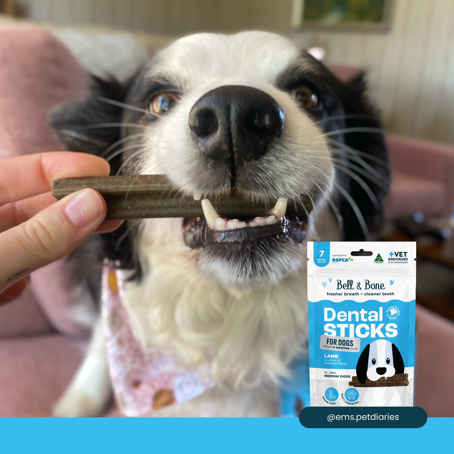 Bell & Bone Dog Dental Sticks Lamb Mint and Manuka Honey