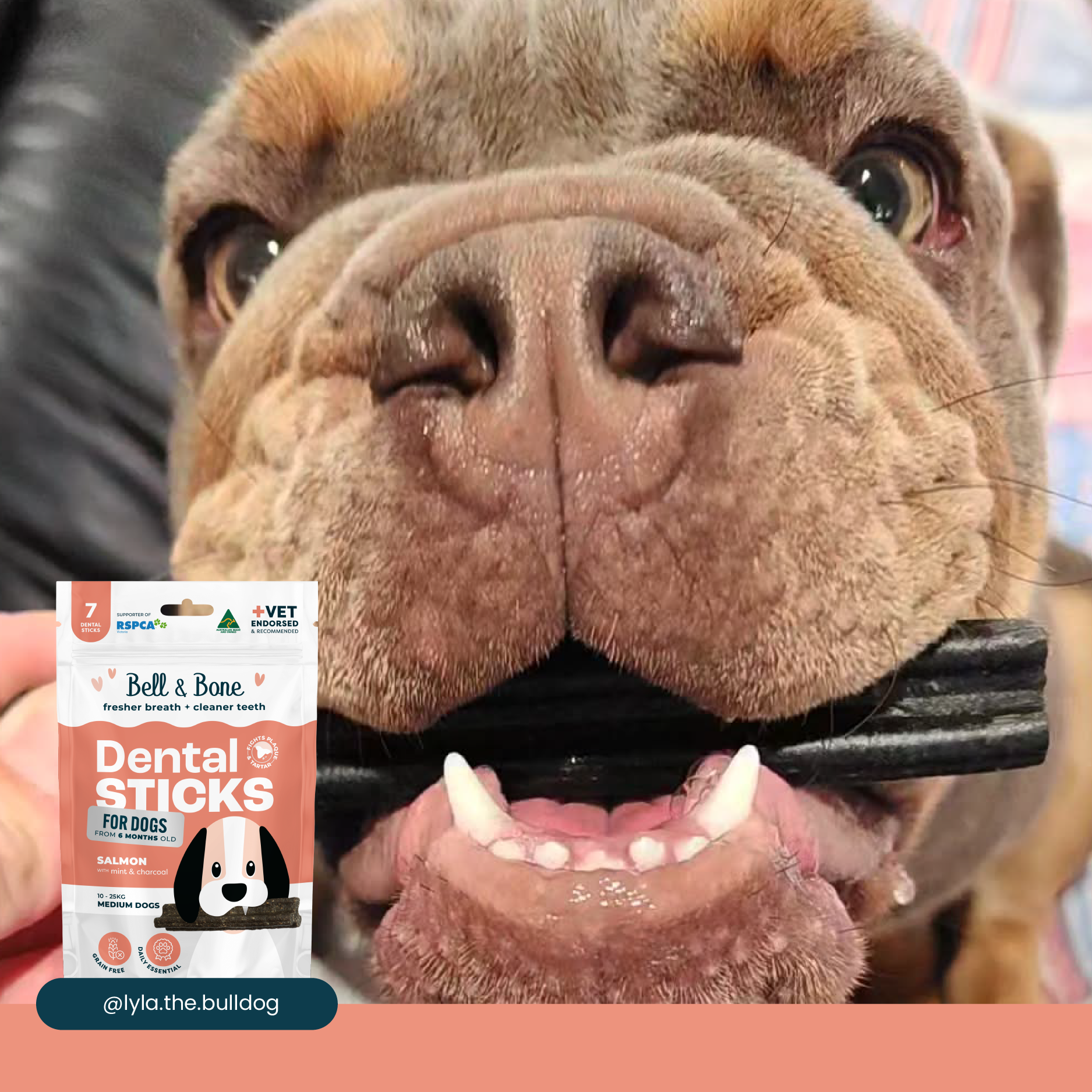 Bell & Bone Dog Dental Sticks Salmon Mint and Charcoal