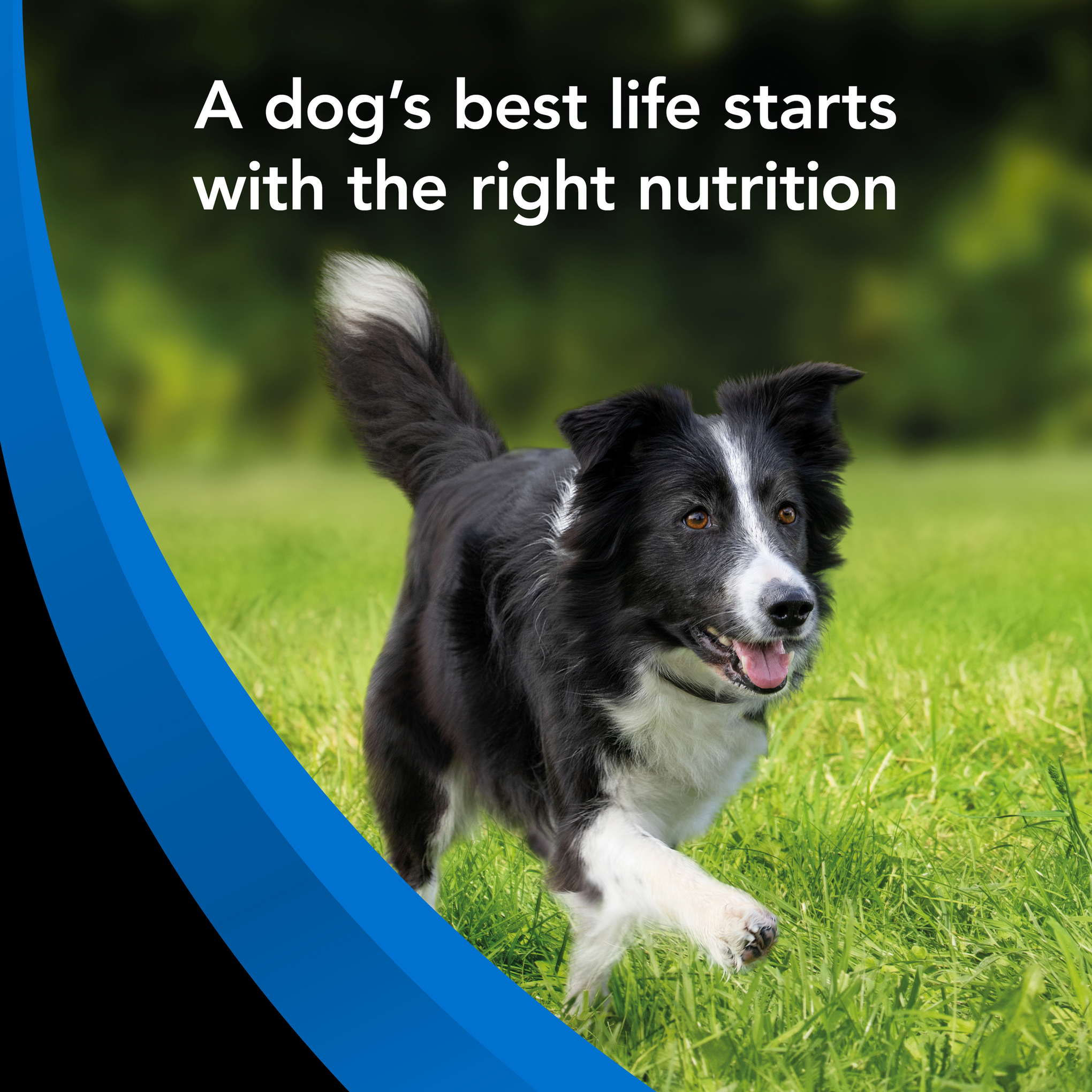 Supercoat Fish Senior Dry Dog Food 18kg