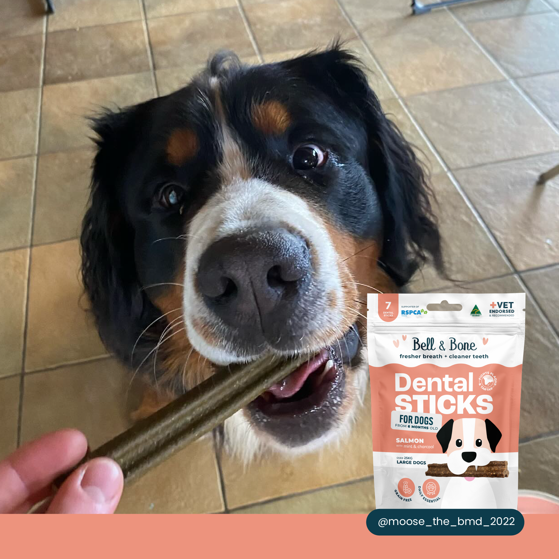 Bell & Bone Dog Dental Sticks Salmon Mint and Charcoal