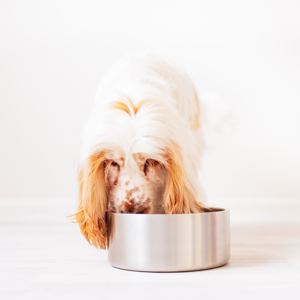 Dazy Dog Dura Stainless Steel Dog Bowl Silver