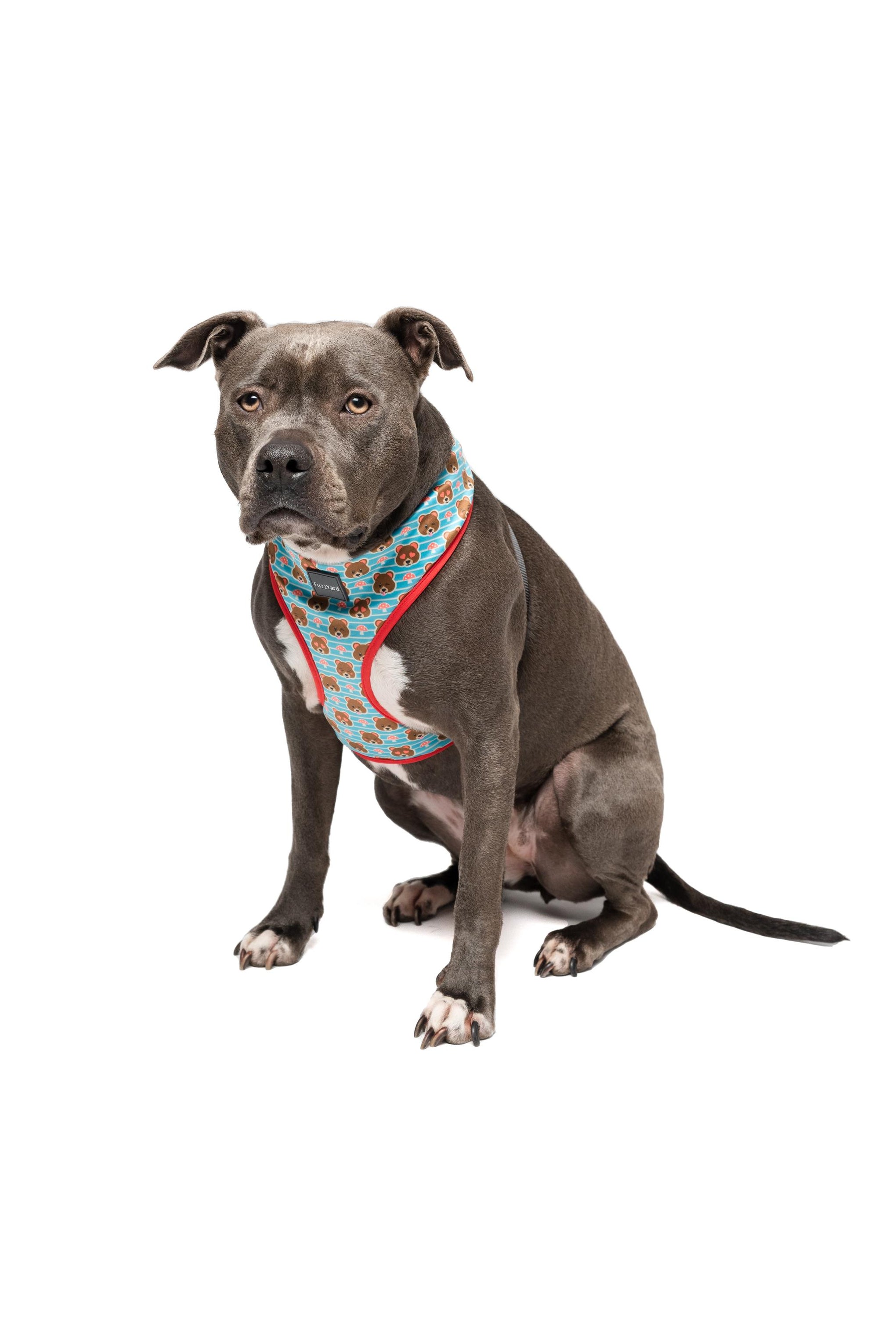 FuzzYard Fuzz Bear Dog Harness