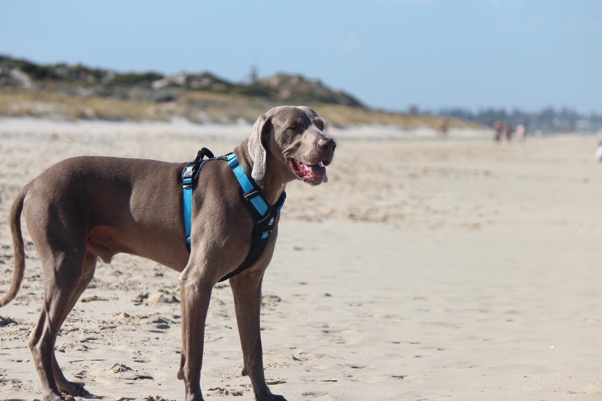 Huskimo Ultimate Dog Harness Bells Beach