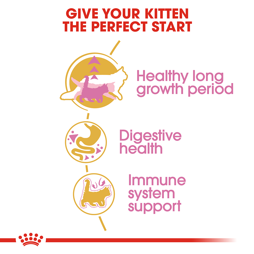 Royal Canin Cat Maine Coon Kitten Dry Food