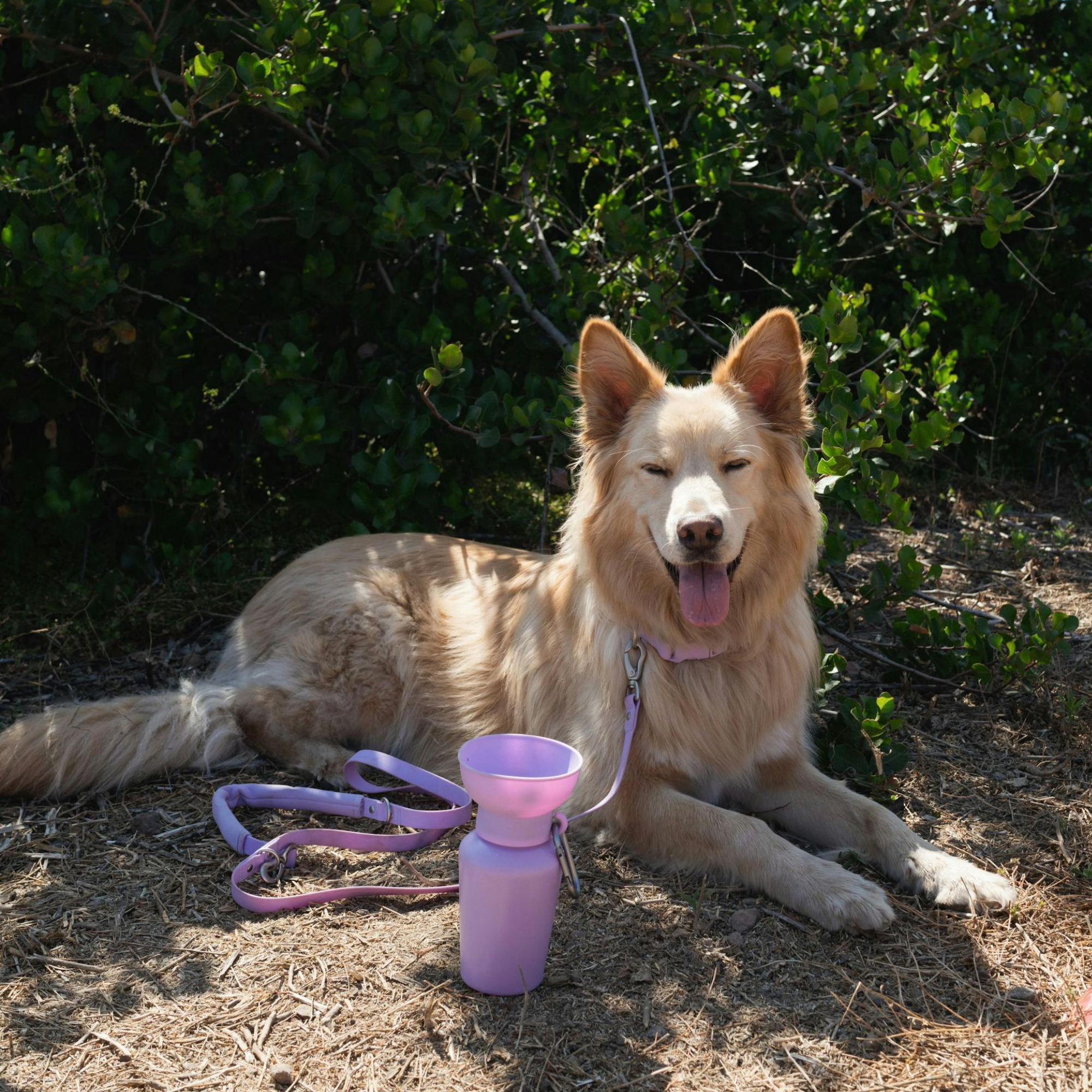 Springer Pets Flip Dog Travel Bottle Lilac 590ml