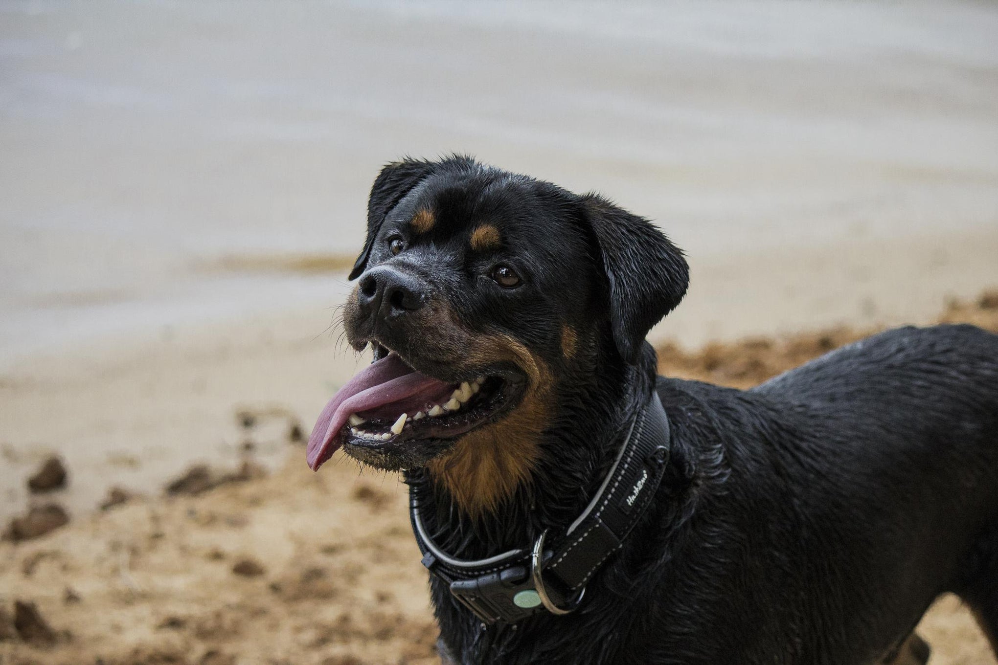 Huskimo X360 Dog Collar Black