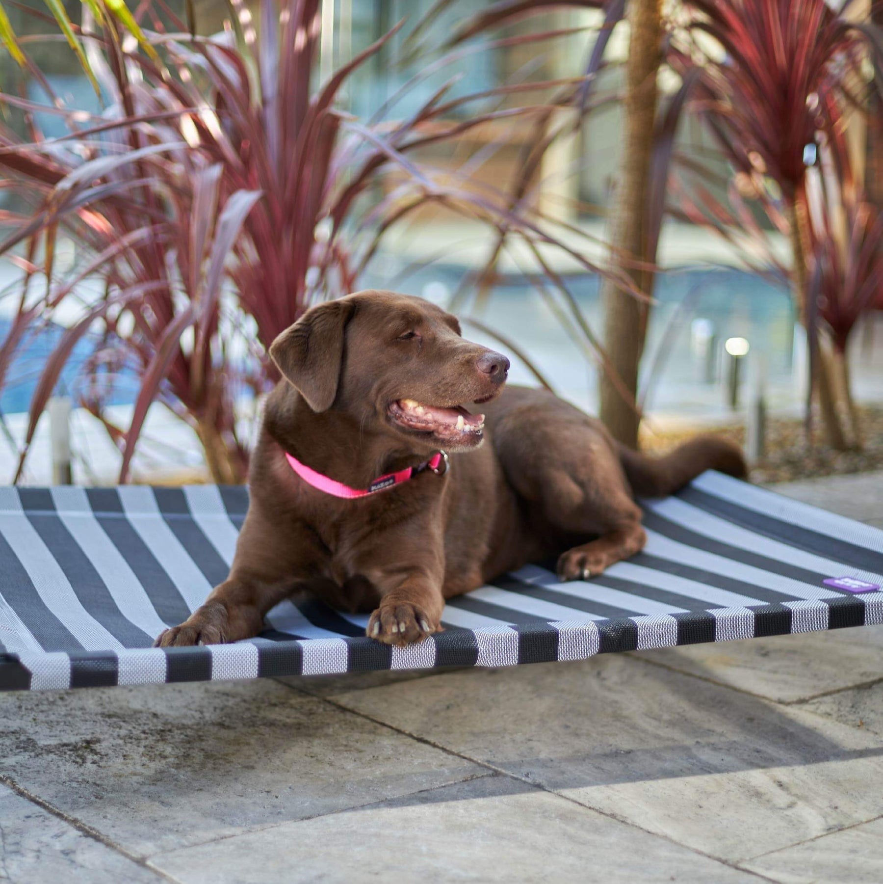 Kazoo Everyday Outdoor Dog Bed Black
