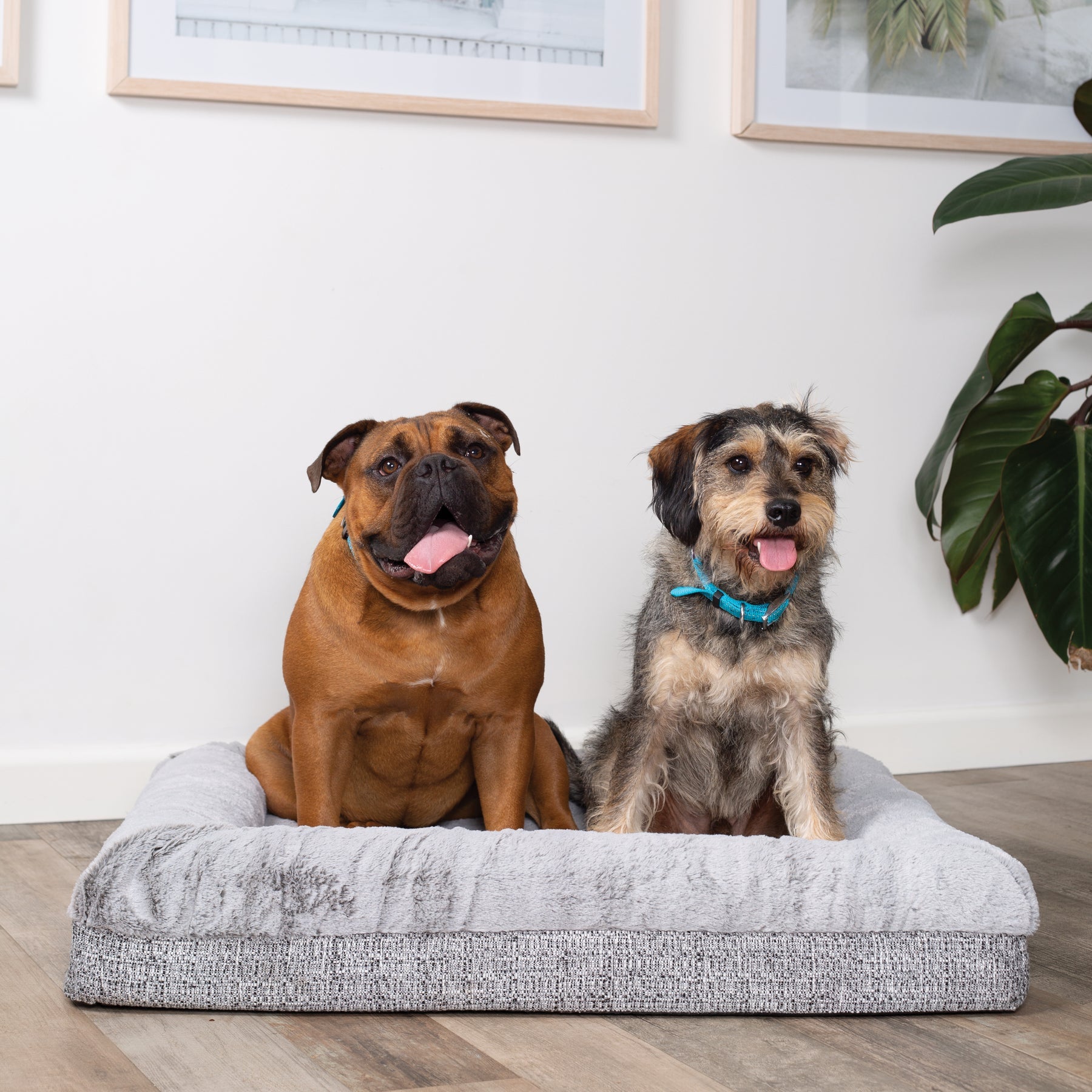 Kazoo Wombat Plush Dog Bed Grey