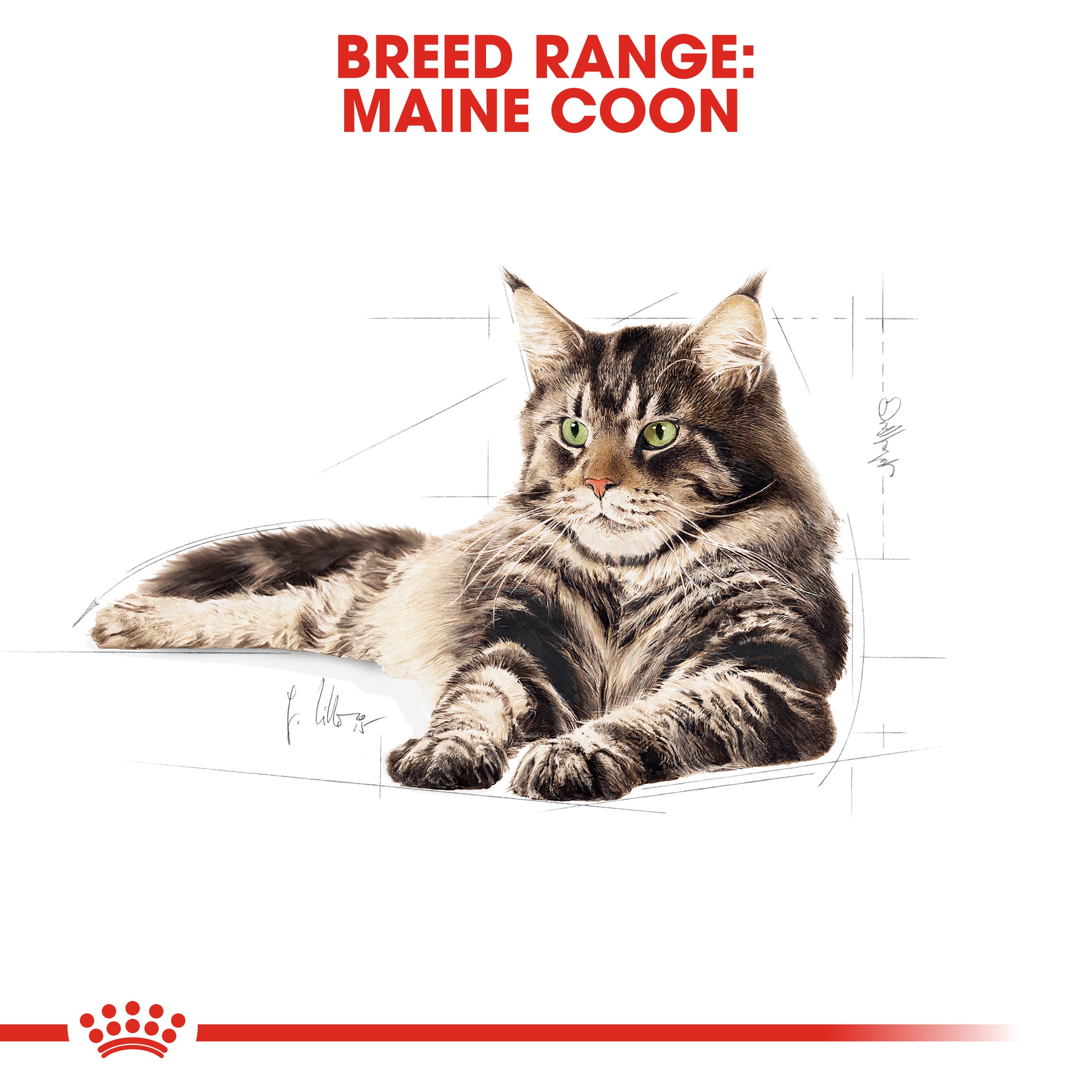 Royal Canin Maine Coon Adult Dry Cat Food 10kg