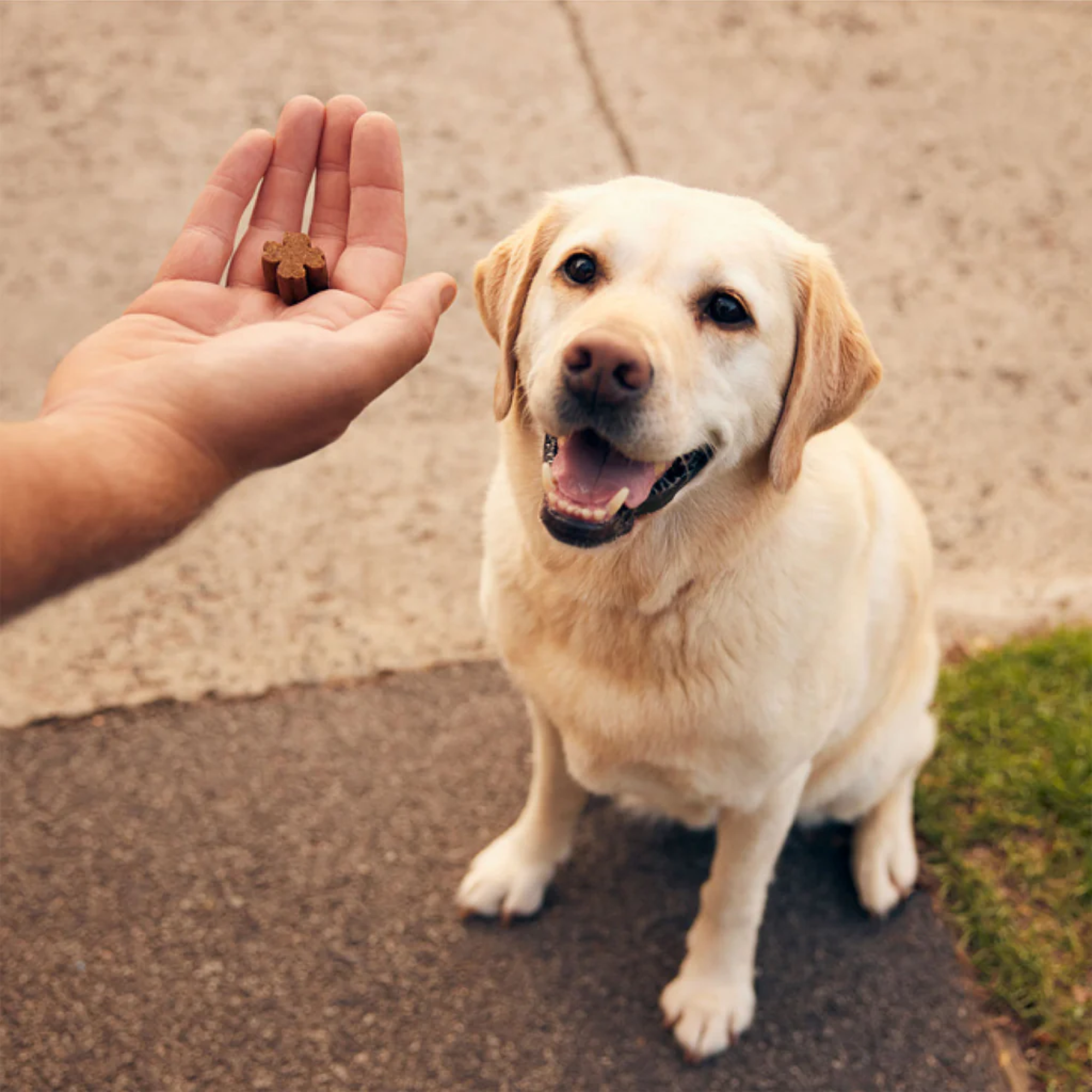 ZamiPet Complete Care Multi Chews for Dogs 300g 60 Pack