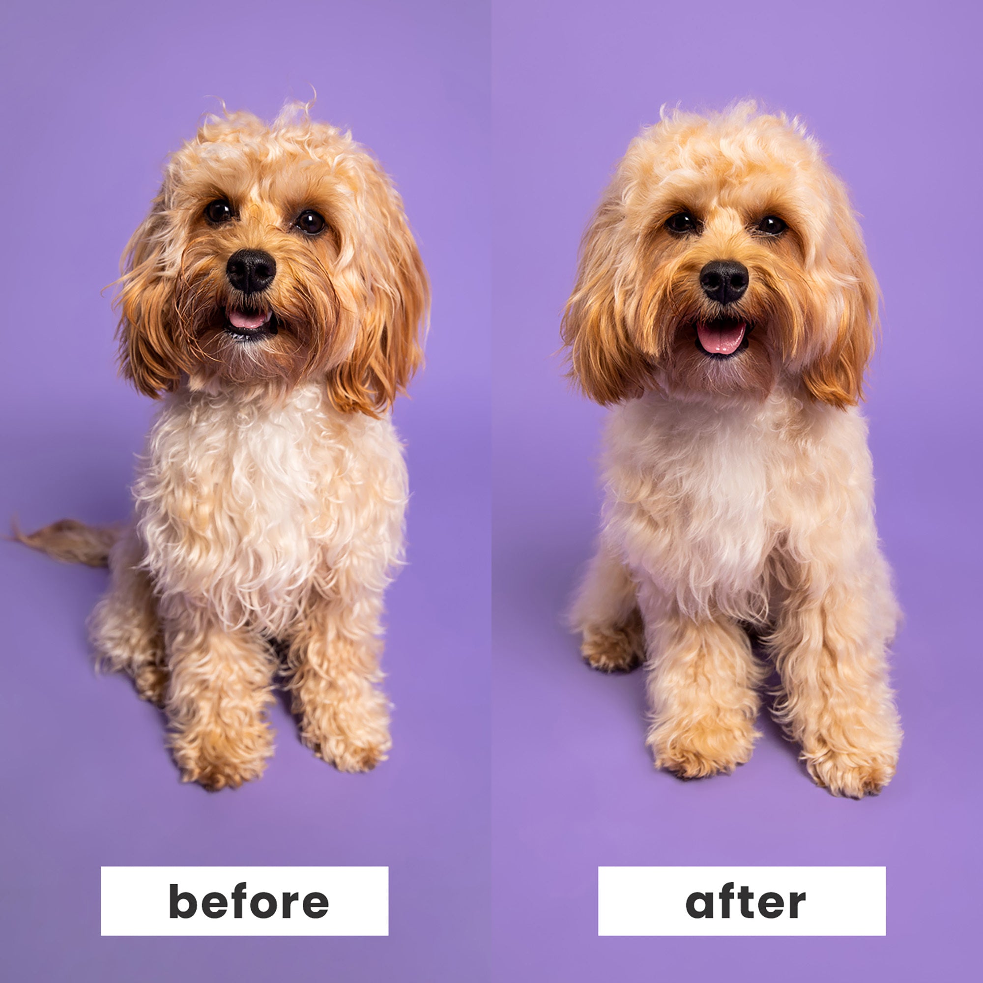 Pet Teezer Deshedding Small Dog Brush Blue & Light Blue