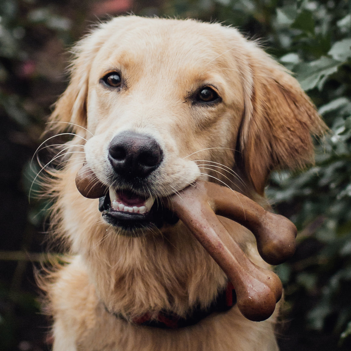 Benebone Wishbone Peanut Dog Toy