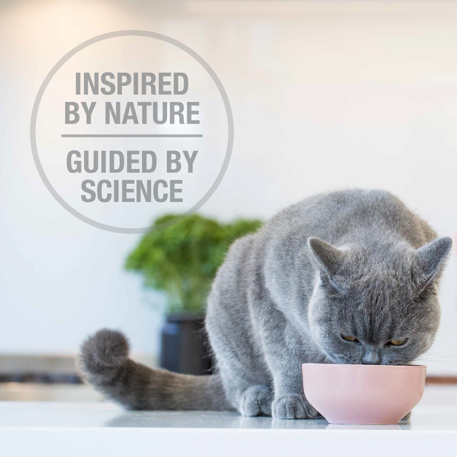 Feline Natural Grain Free Freeze Dried Cat Food Lamb & Salmon