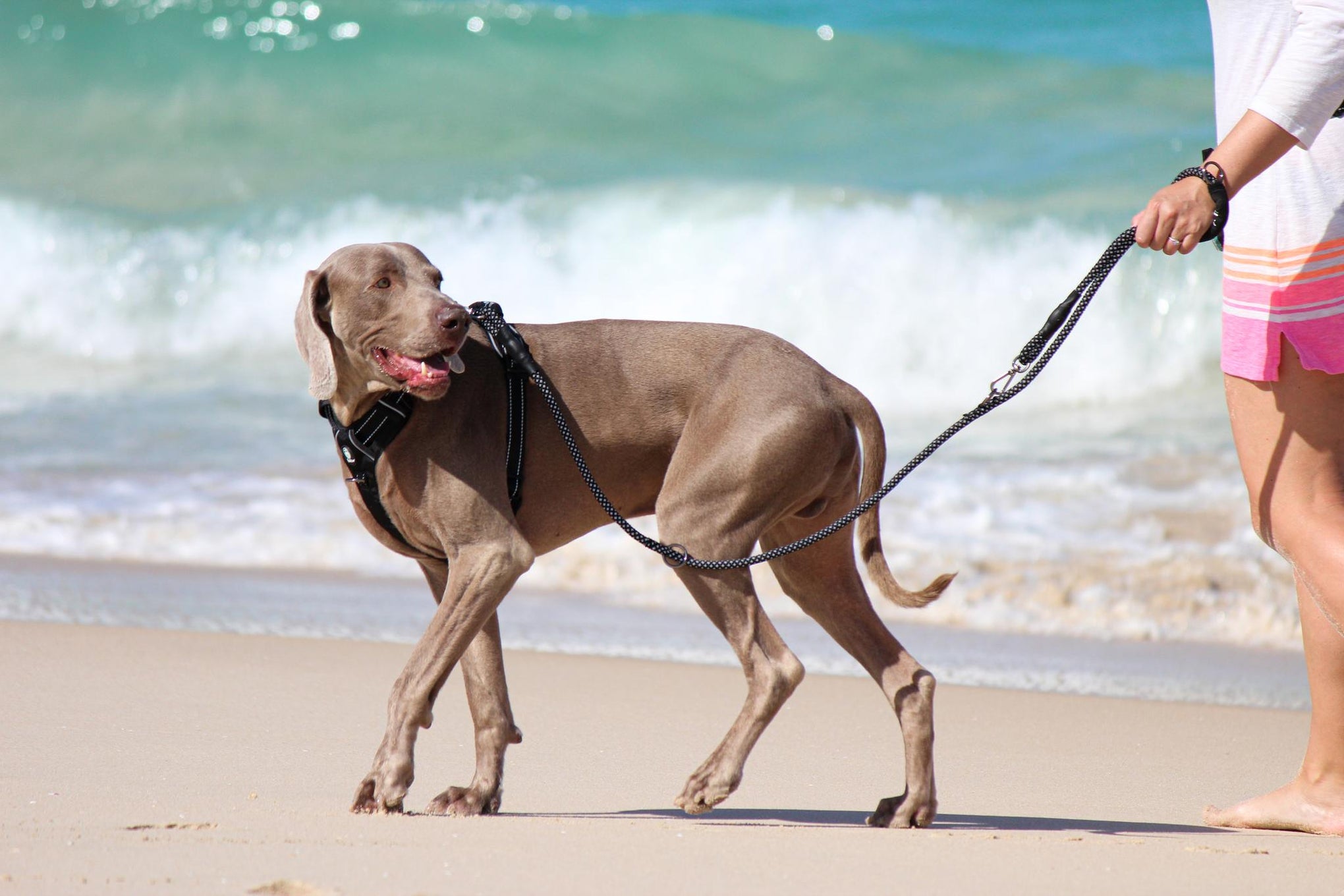 Huskimo Specialist Multi Dog Lead