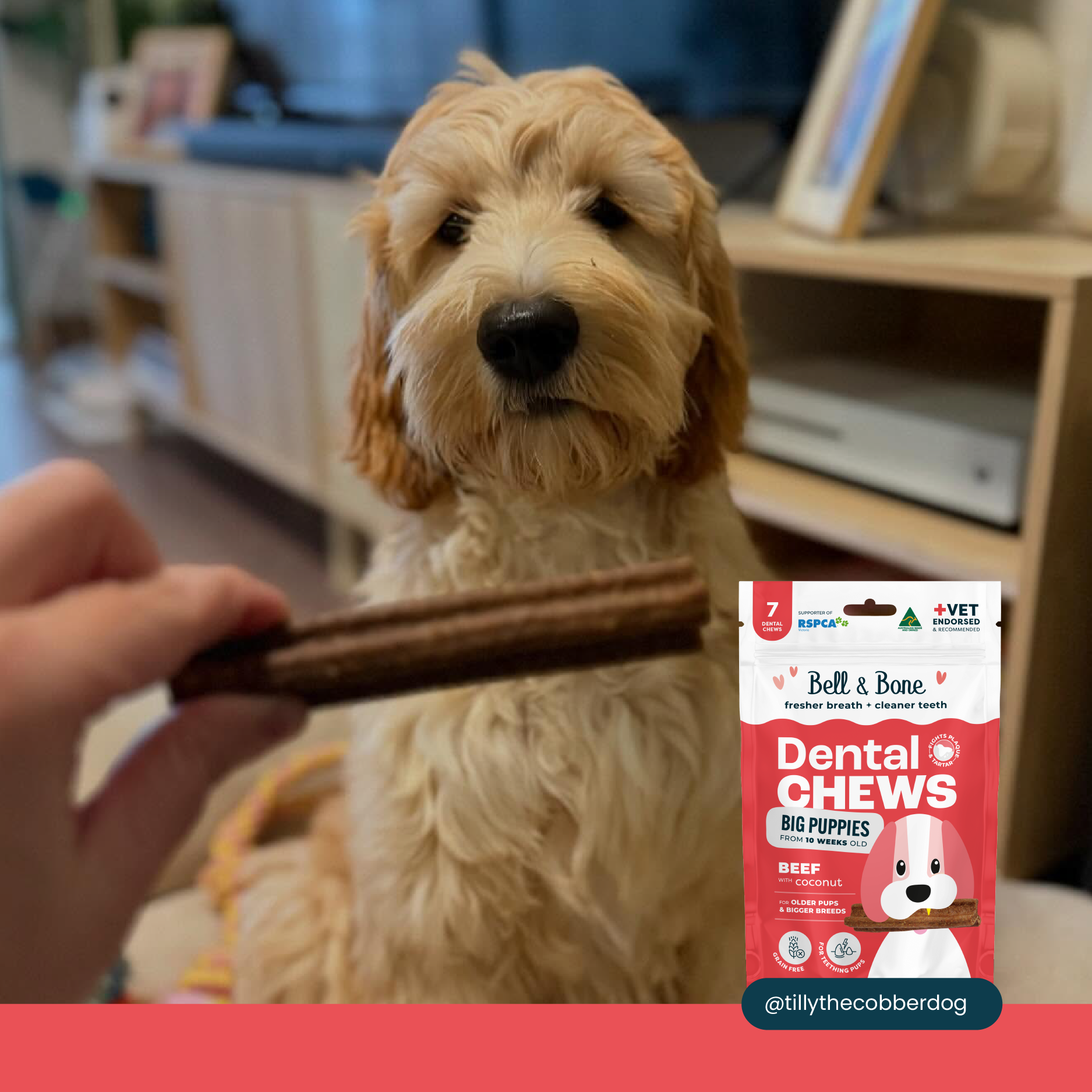 Bell & Bone Big Puppy Dental Chews Beef 7 Pack