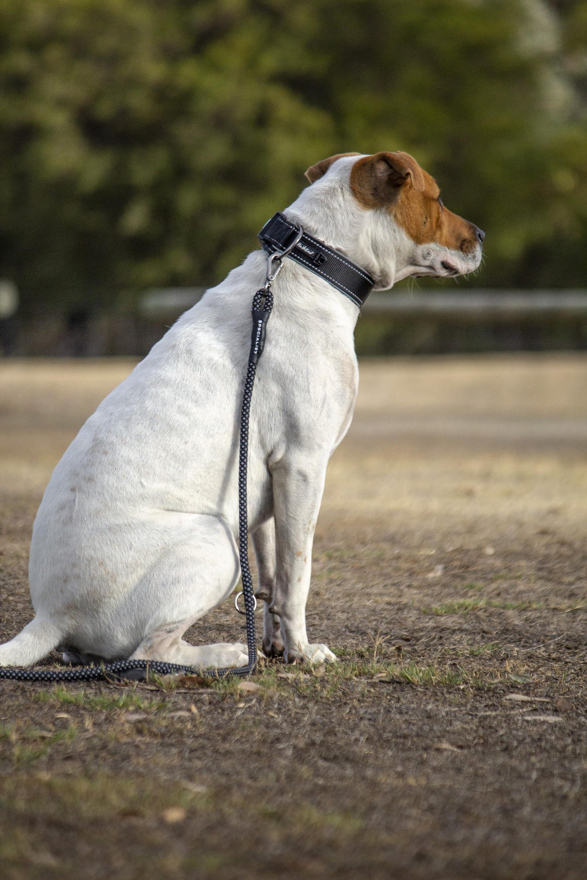 Huskimo X360 Dog Collar Black