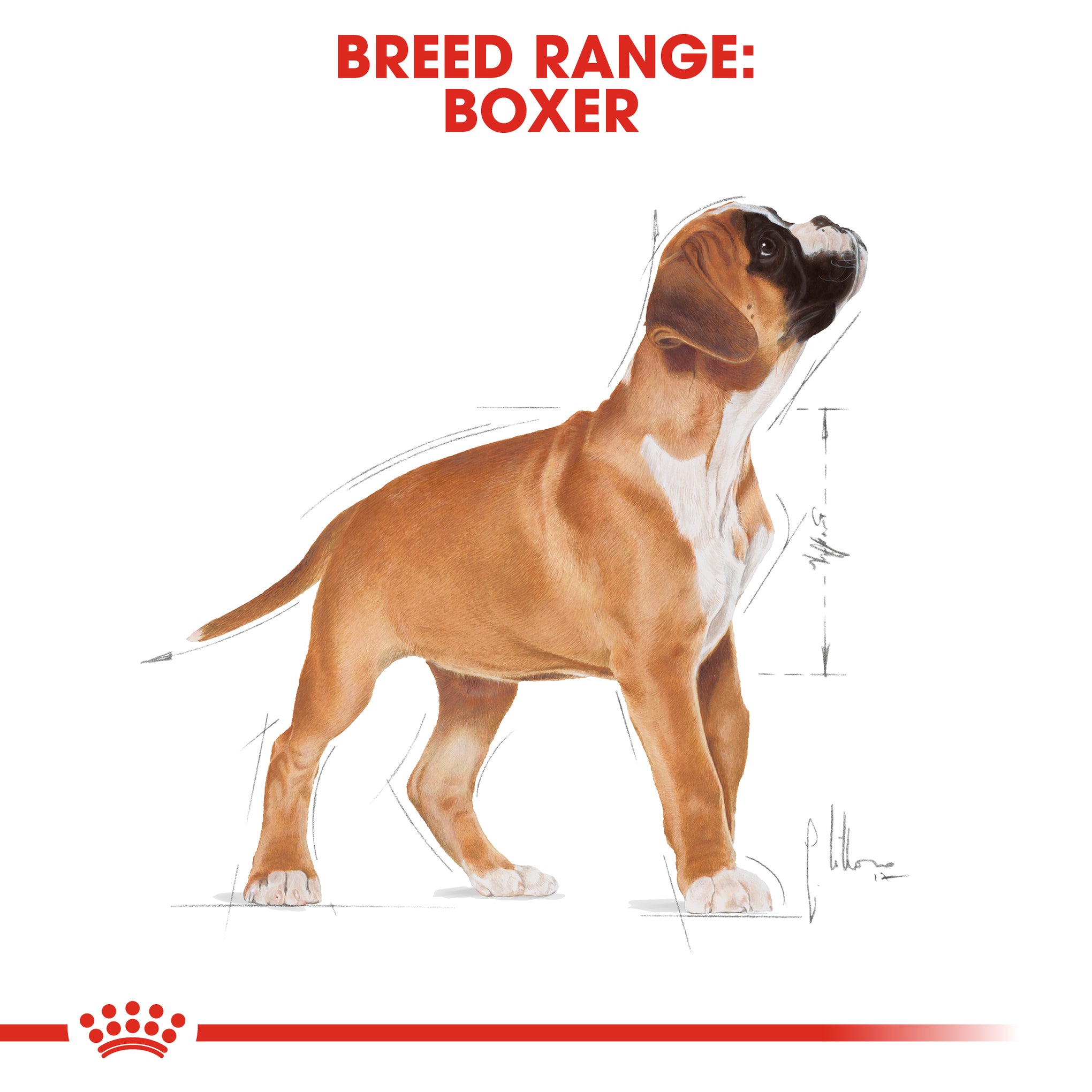 Royal Canin Dog Boxer Puppy Dry Food 12kg