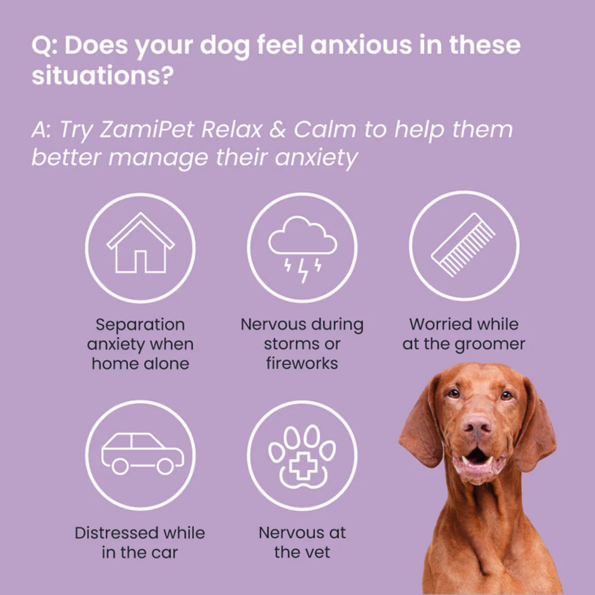ZamiPet Relax and Calm Chews for Dogs