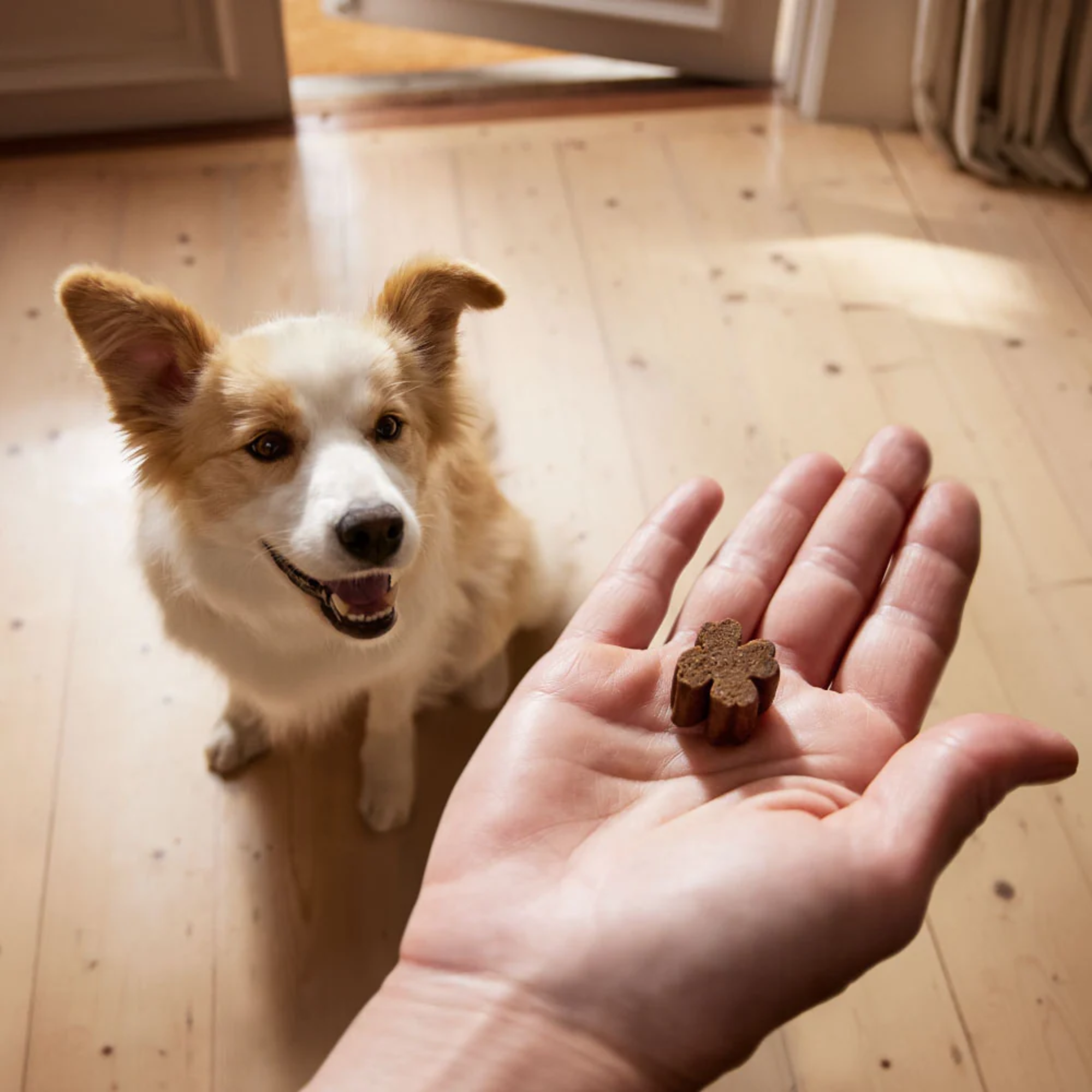 ZamiPet Relax and Calm Chews for Dogs