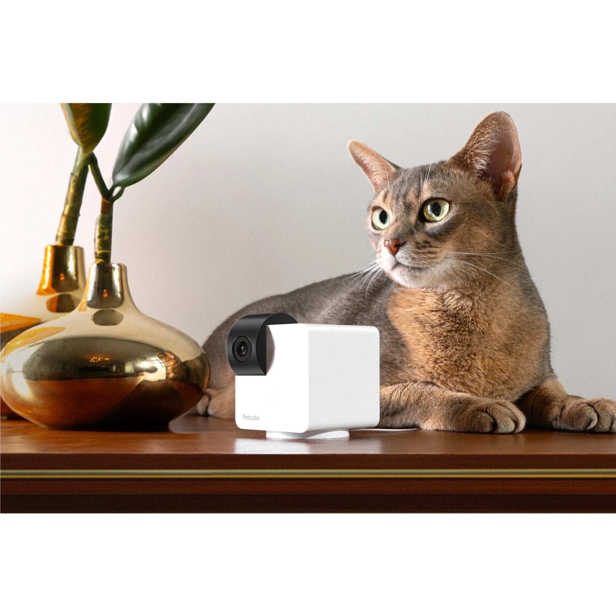 PetCube Pet Cam 360