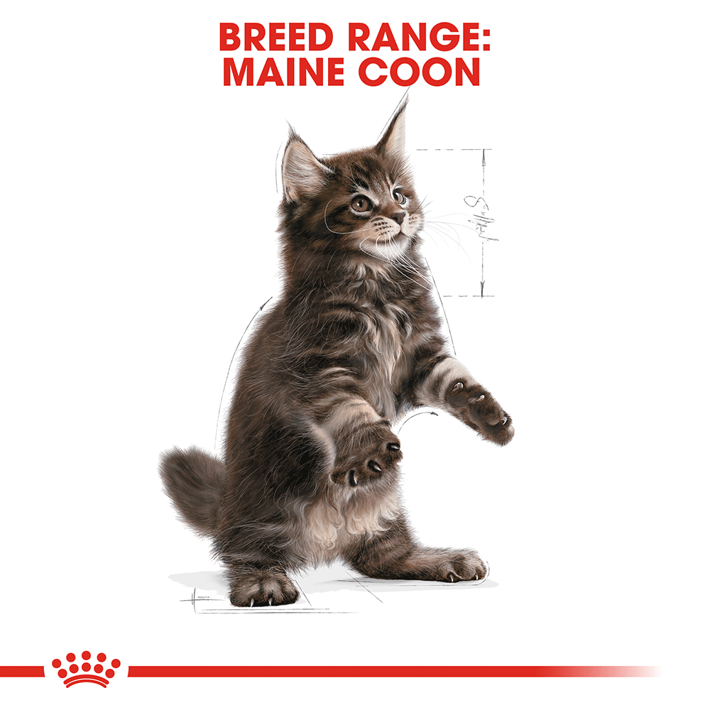 Royal Canin Cat Maine Coon Kitten Dry Food