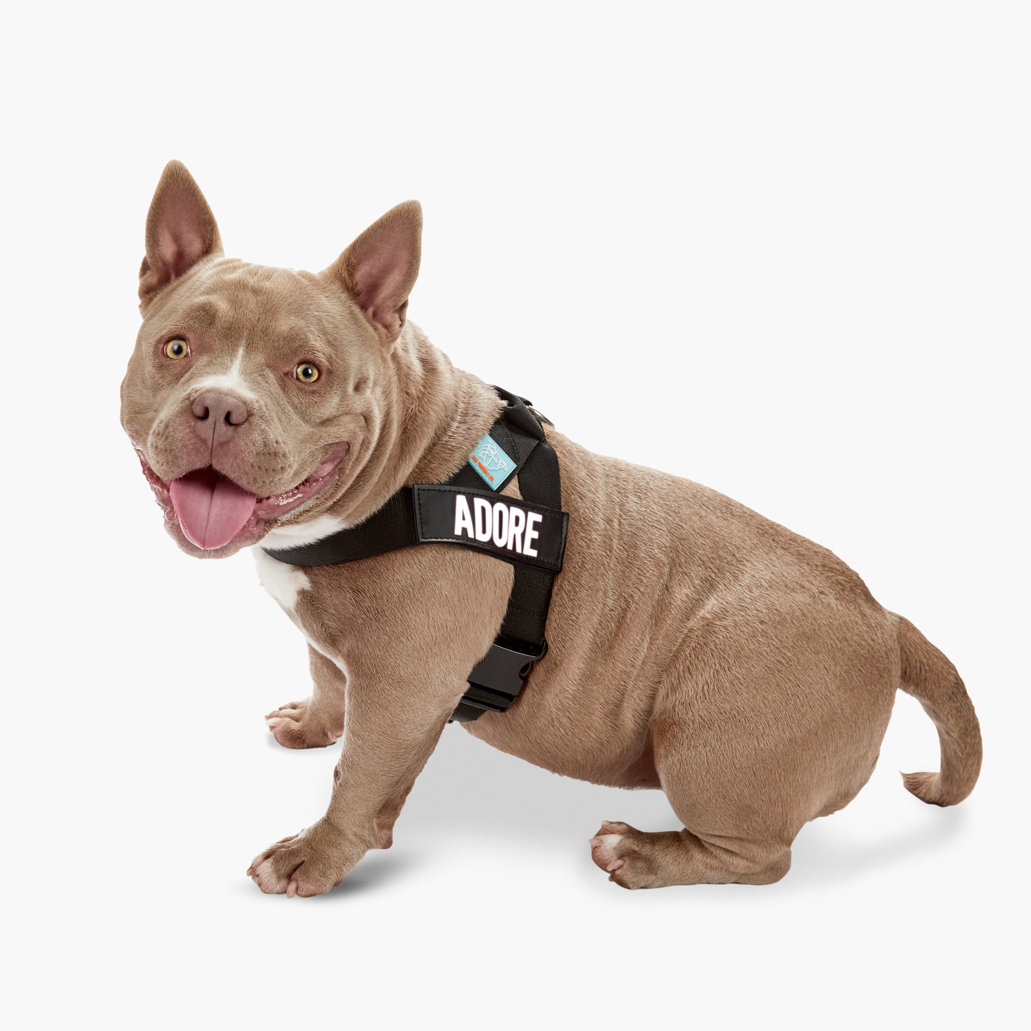Dog Friendly Co. Dog Harness Black